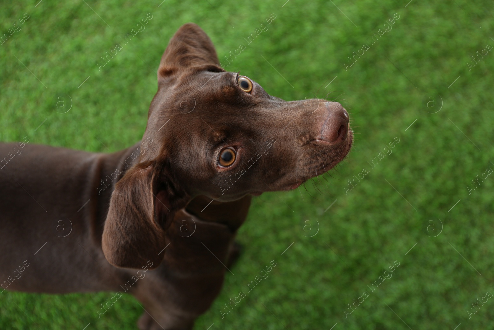 Photo of German Shorthaired Pointer dog on green grass