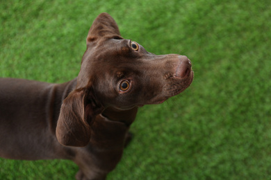 Photo of German Shorthaired Pointer dog on green grass