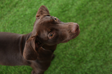 German Shorthaired Pointer dog on green grass