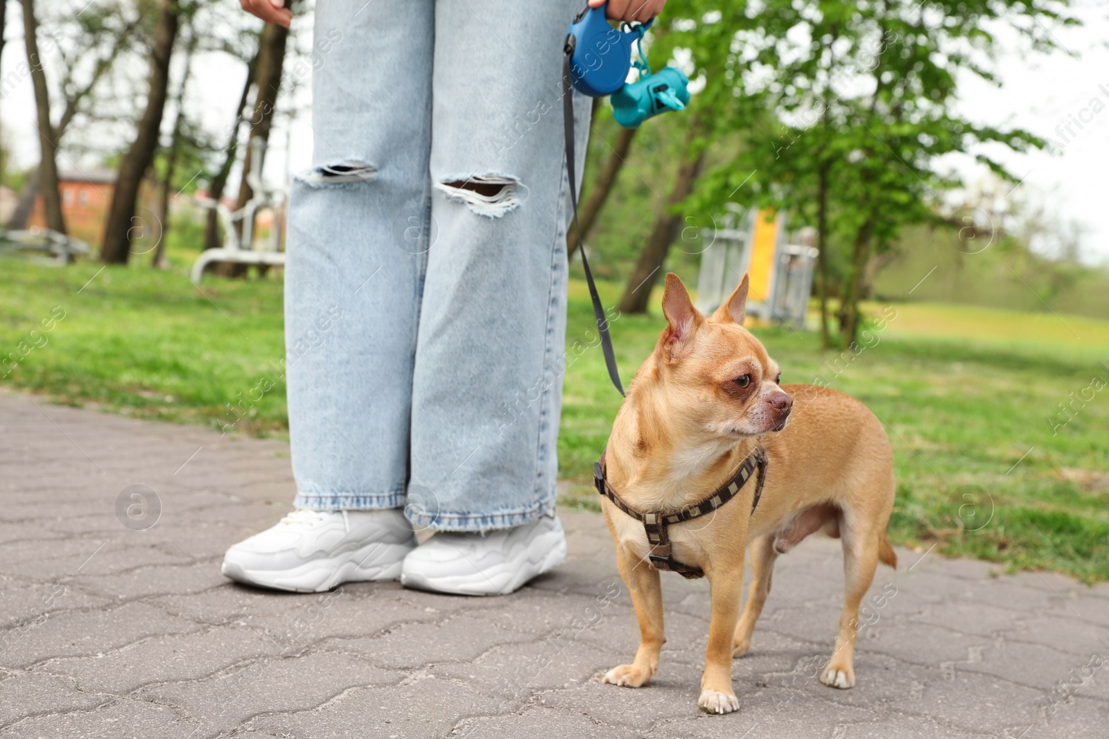 Photo of Owner walking with her chihuahua dog in park, closeup