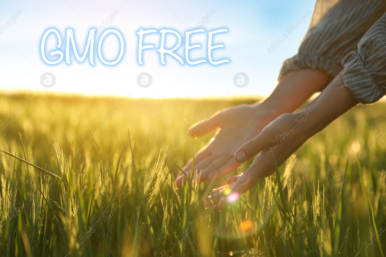 Image of Concept of GMO free harvest. Woman in wheat field on sunny day, closeup