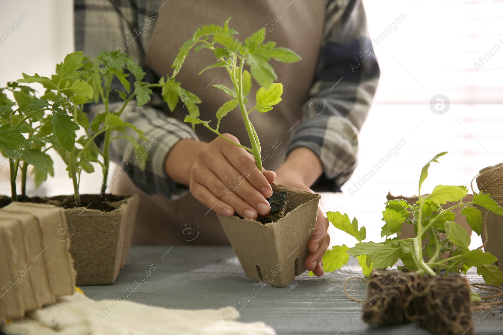 Photo of Woman planting tomato seedling into peat pot at table, closeup