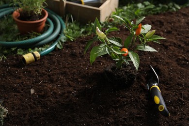 Photo of Green pepper plant with fruits and gardening tools on soil outdoors, space for text