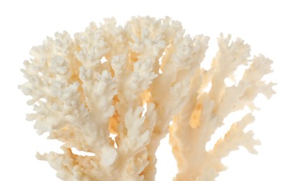 Photo of Beautiful exotic sea coral isolated on white, closeup