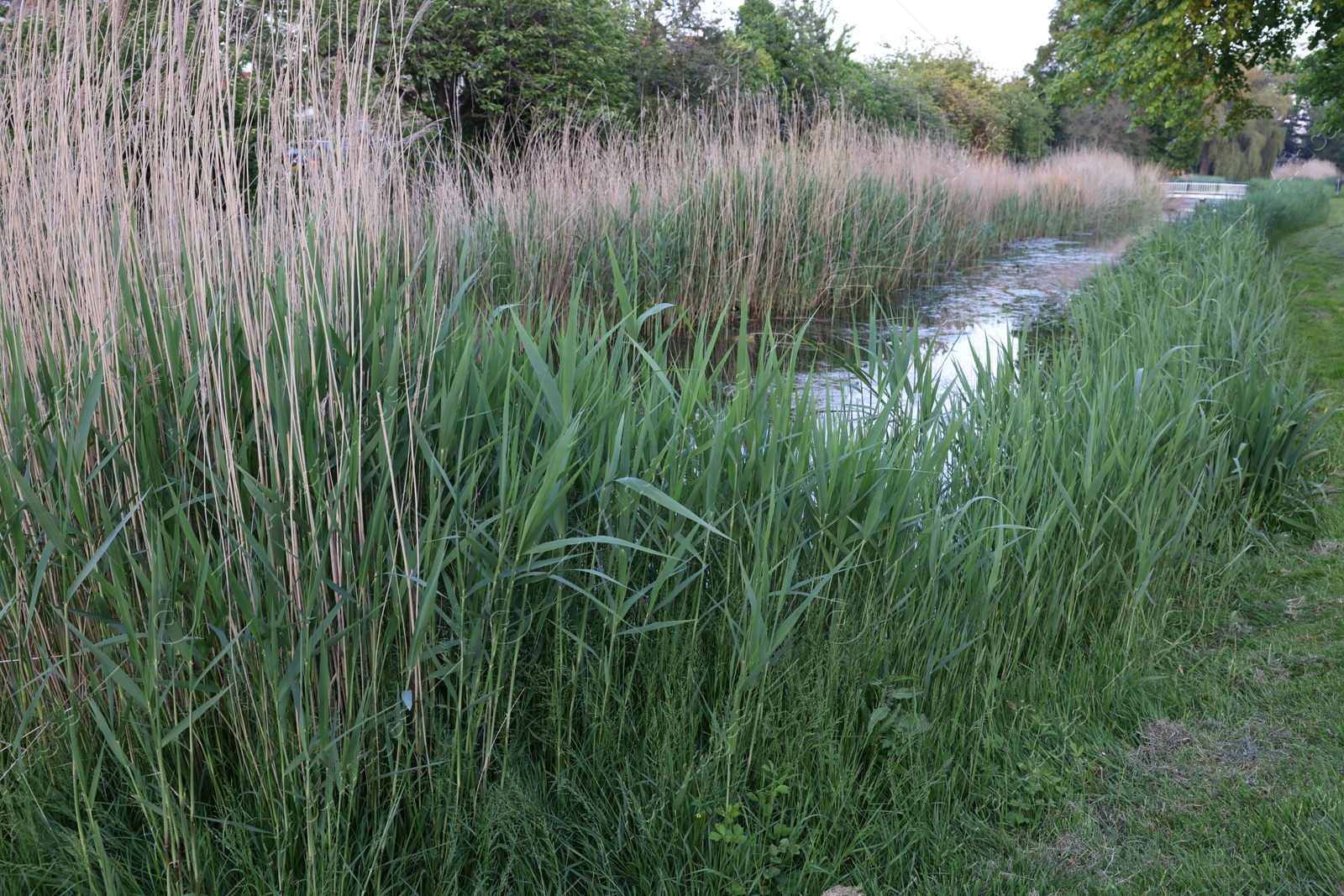 Photo of View of green reeds growing near channel outdoors