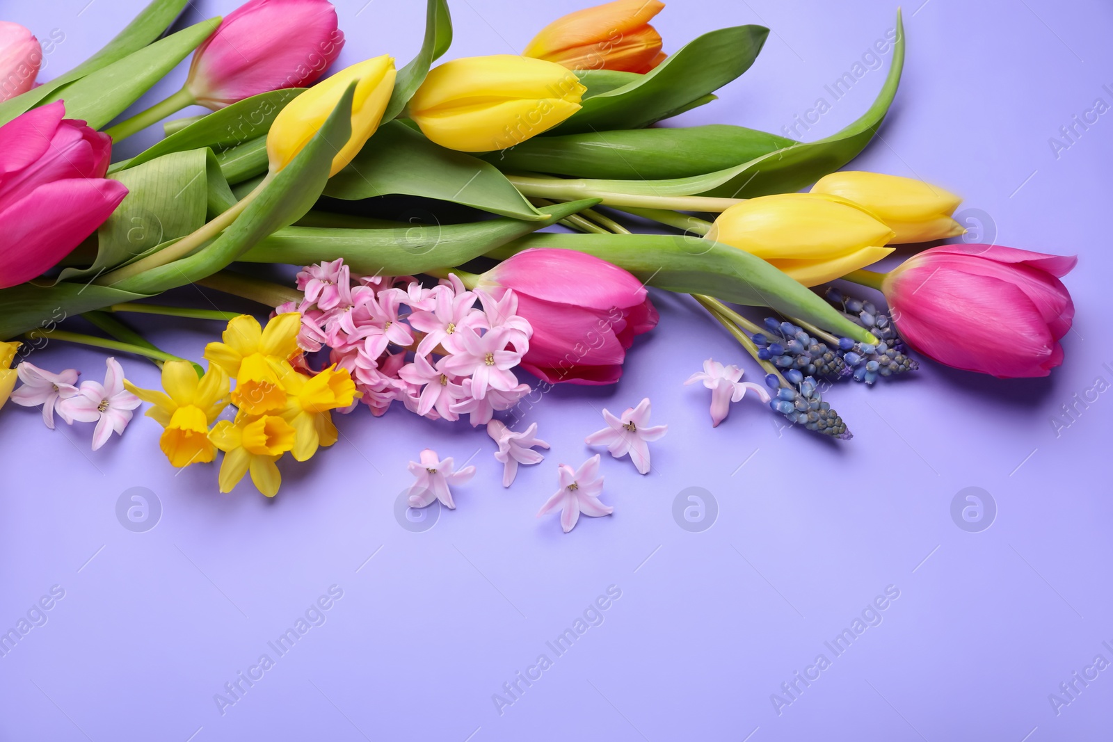 Photo of Beautiful different flowers on violet background, space for text