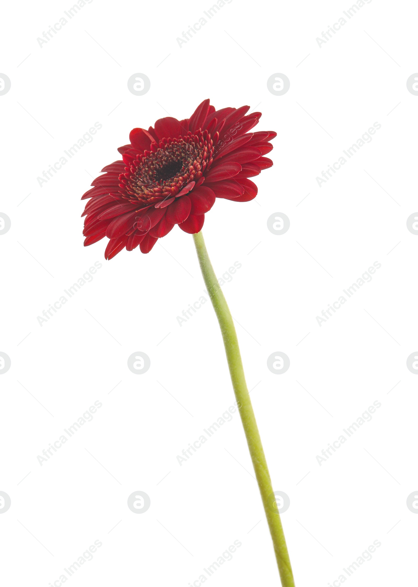 Photo of Beautiful red gerbera flower on white background