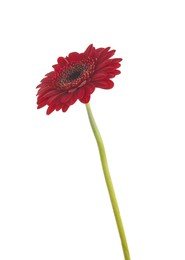 Photo of Beautiful red gerbera flower on white background