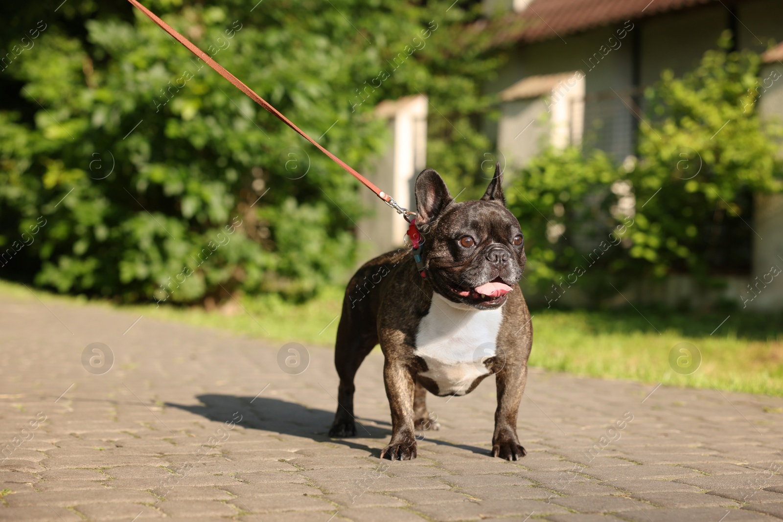 Photo of Cute French Bulldog on walk outdoors on sunny day