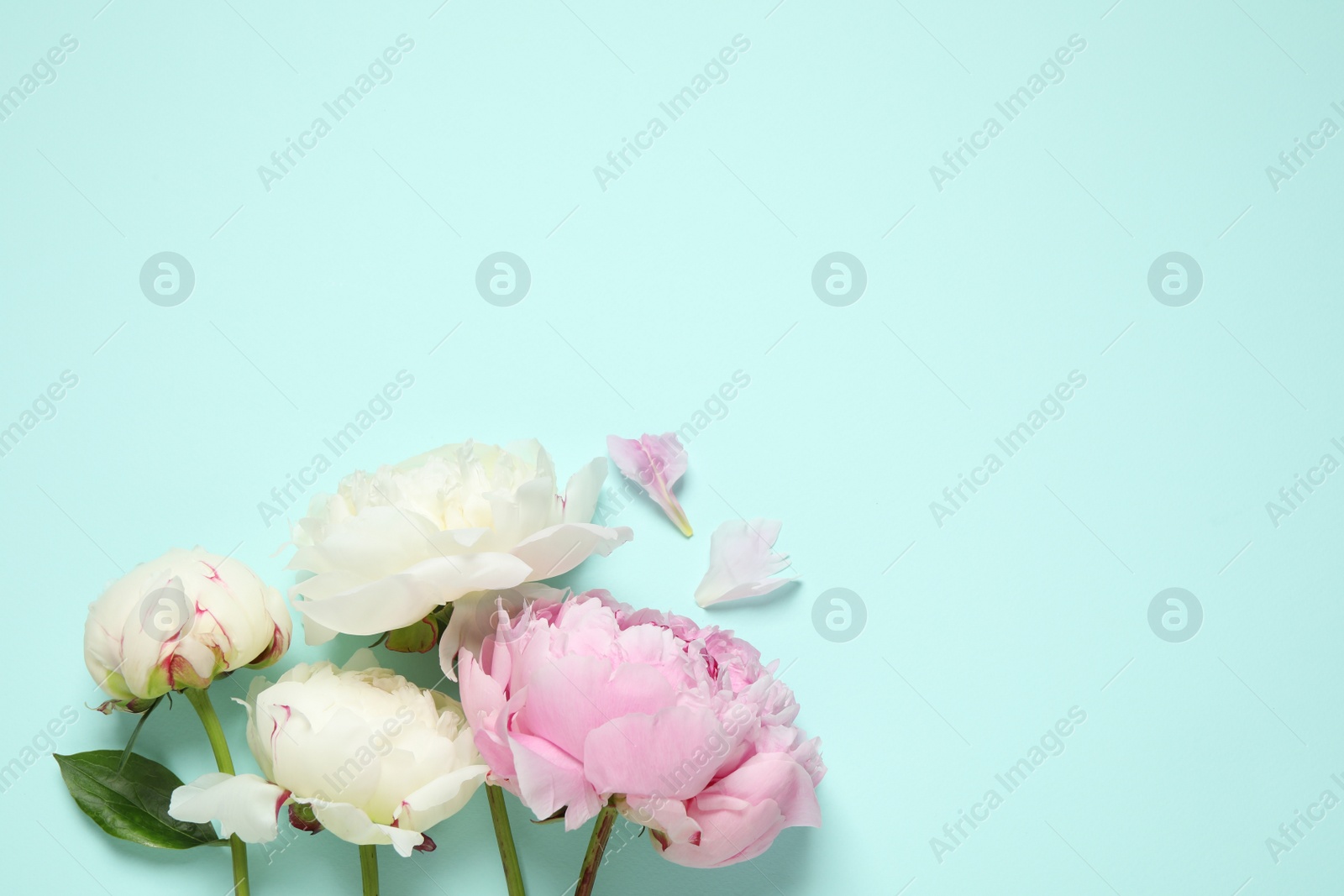 Photo of Beautiful peonies on light blue background, flat lay. Space for text