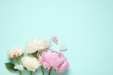 Beautiful peonies on light blue background, flat lay. Space for text