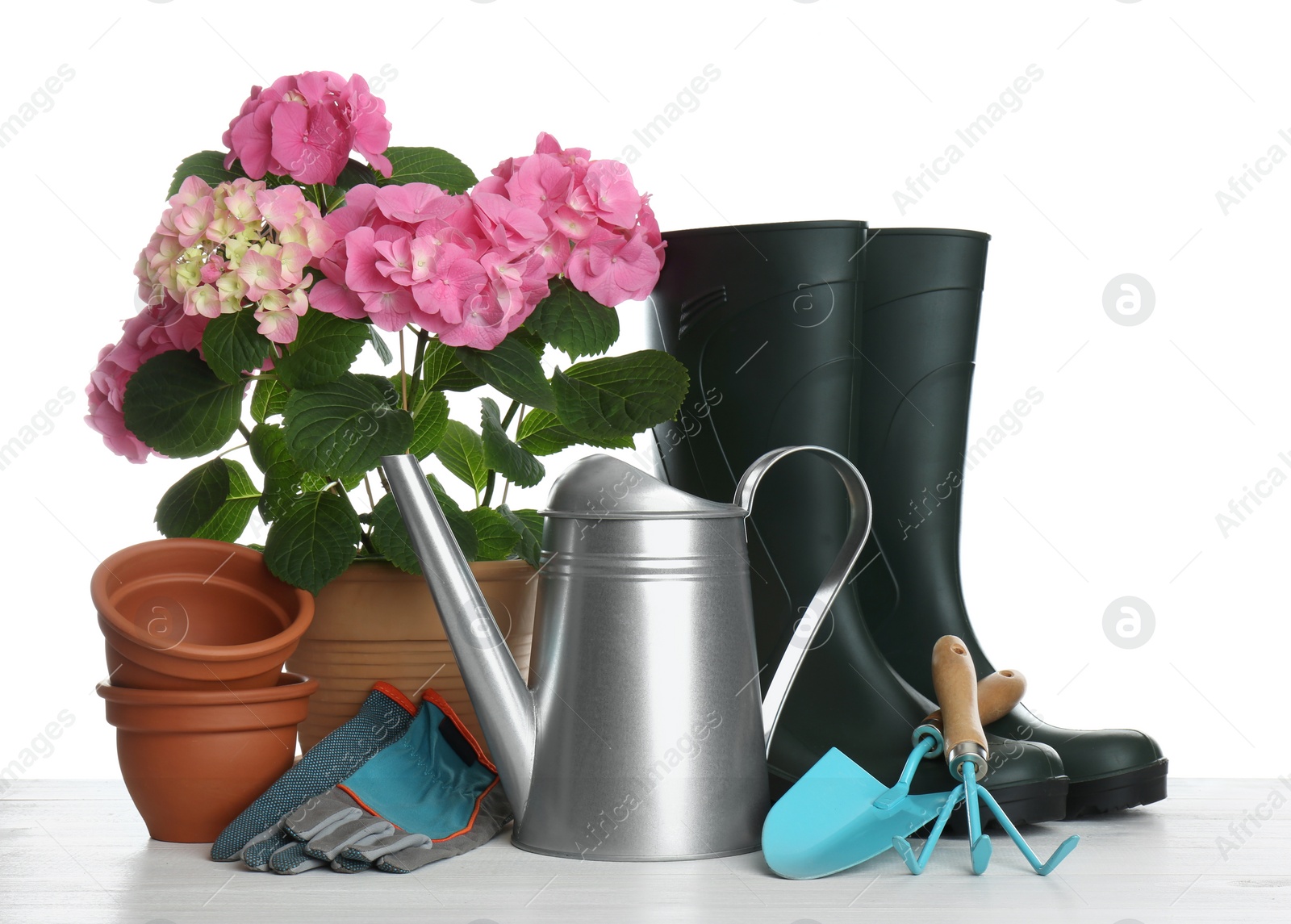 Photo of Beautiful blooming plant, garden tools and accessories on white background