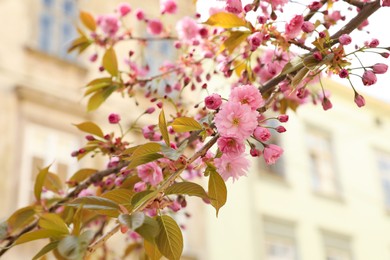 Closeup view of beautiful blossoming sakura tree outdoors on spring day