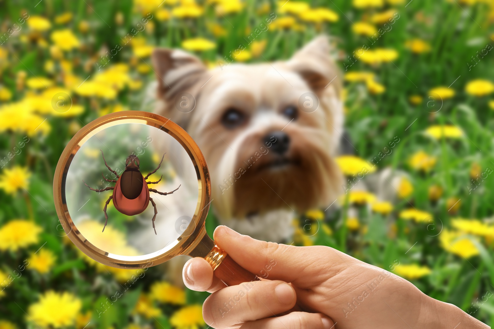 Image of Cute dog outdoors and woman showing tick with magnifying glass, selective focus. Illustration