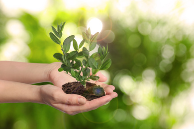 Image of Woman holding small tree in soil on blurred background, closeup. Ecology protection