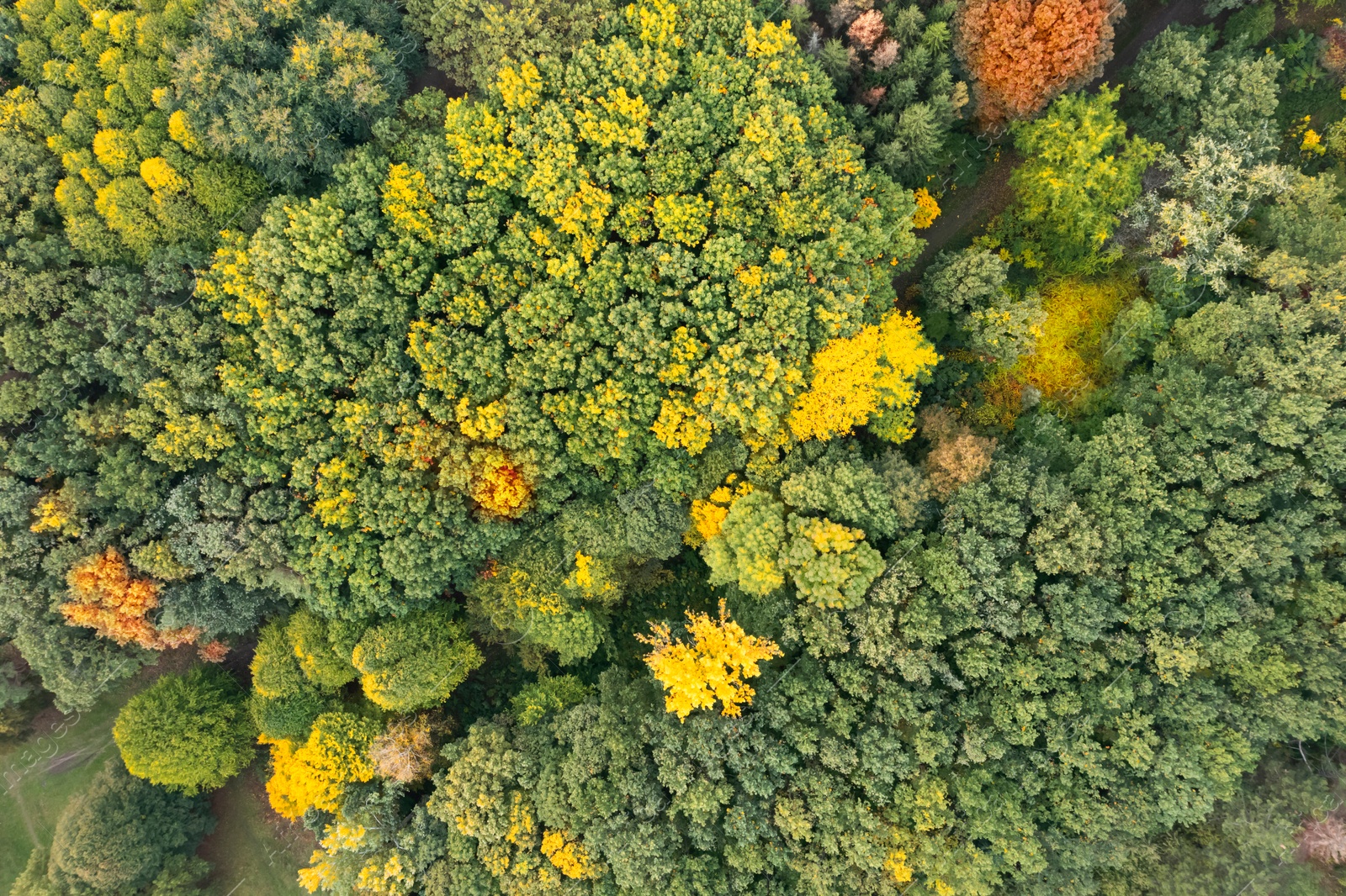 Image of Aerial view of beautiful forest on autumn day