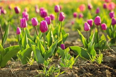 Field with fresh beautiful tulips, space for text. Blooming spring flowers