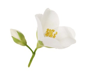 Photo of Beautiful jasmine flower and bud isolated on white