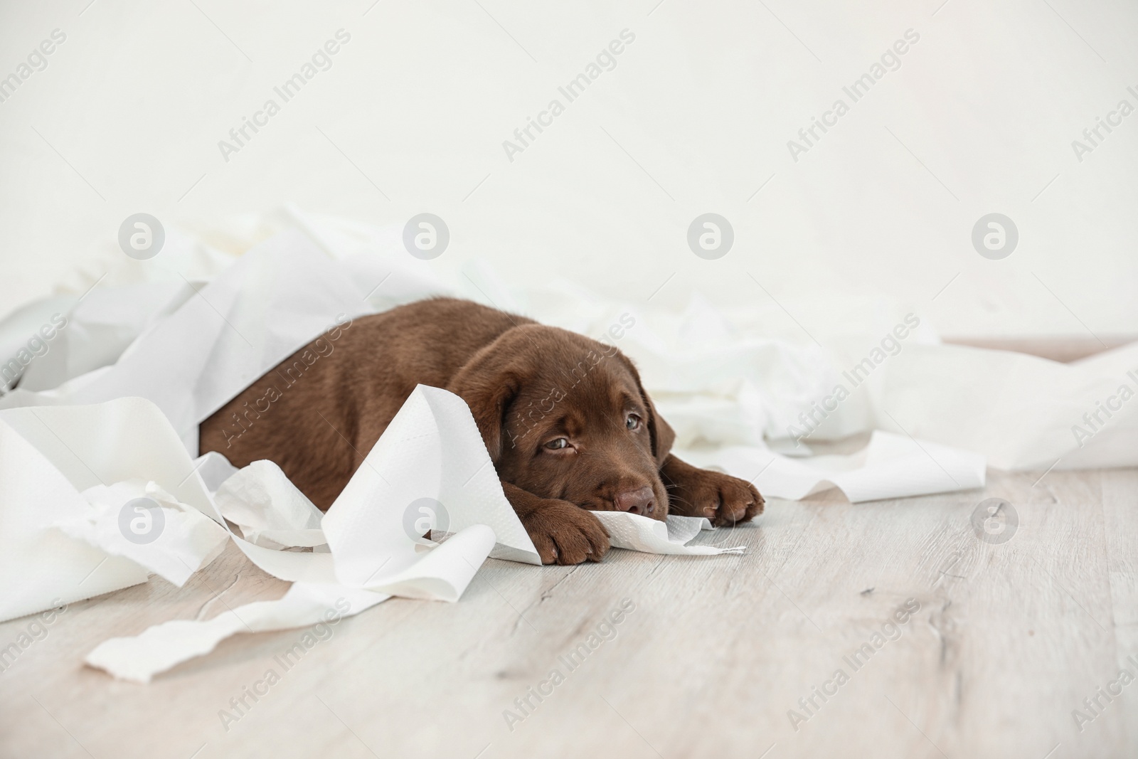 Photo of Cute chocolate Labrador Retriever puppy with torn paper on floor indoors. Space for text