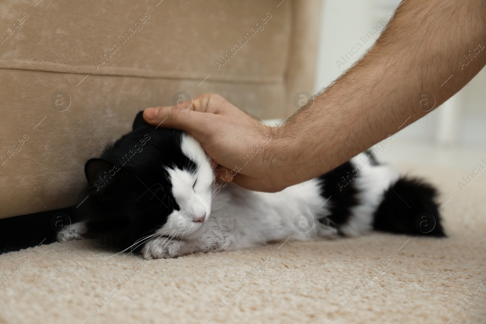 Photo of Man hurting cat at home, closeup of hand. Domestic violence against pets