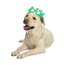 Photo of Labrador retriever with Irish party glasses on white background. St. Patrick's day