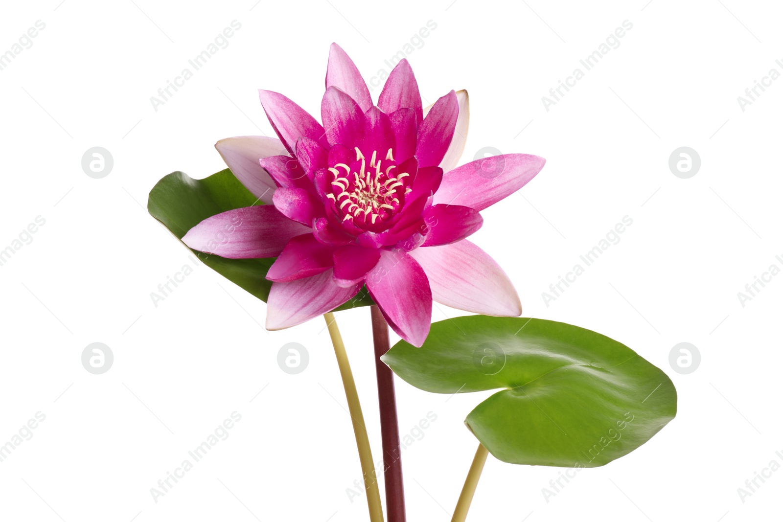 Photo of Beautiful blooming lotus flower with green leaves isolated on white