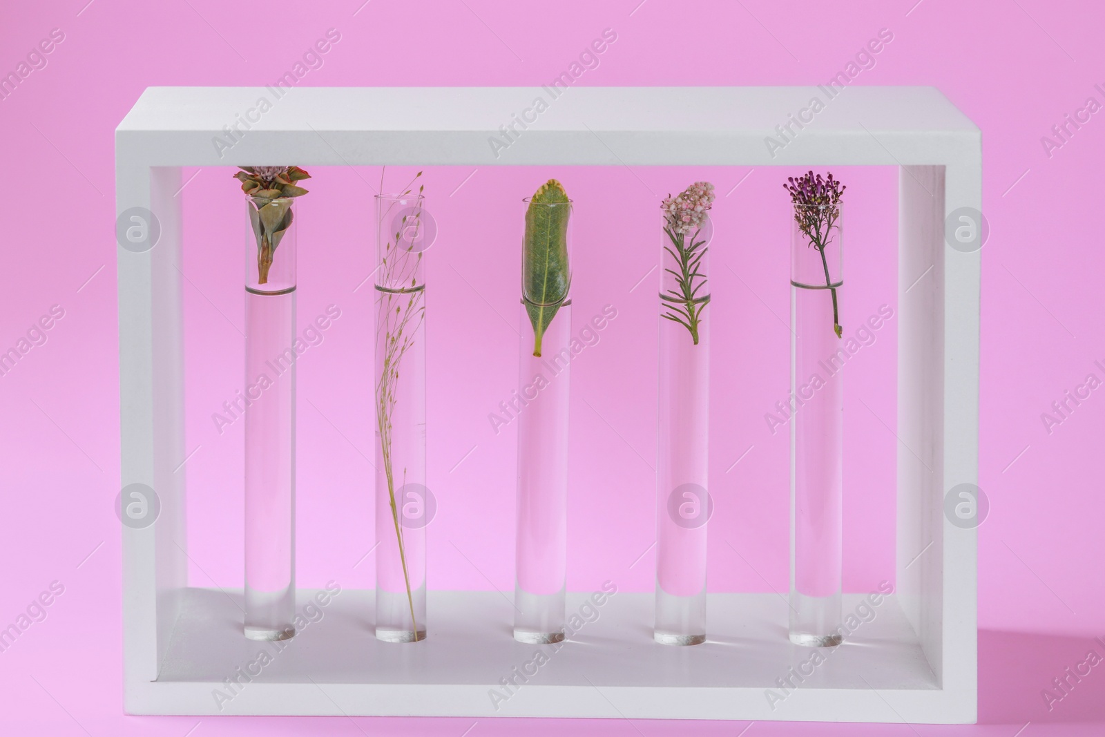 Photo of Test tubes with different plants in decorative stand on pink background