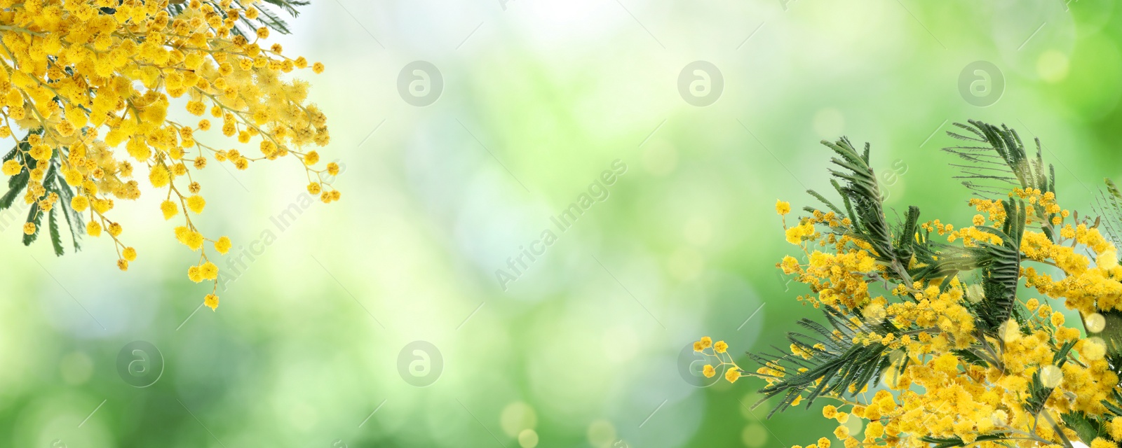 Image of Beautiful yellow mimosa flowers outdoors on sunny day, space for text. Banner design