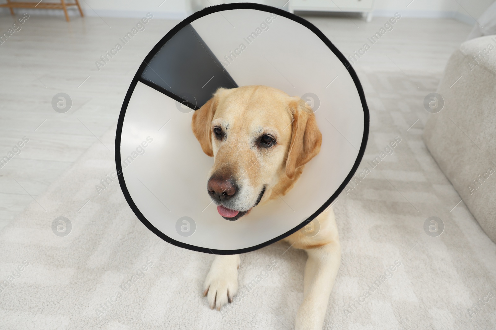 Photo of Cute Labrador Retriever with protective cone collar on floor in room