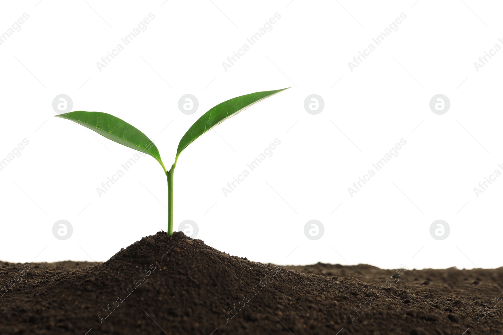 Photo of Young plant in fertile soil on white background, space for text. Gardening time