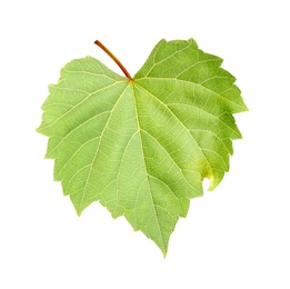 Photo of Fresh green grape leaf on white background