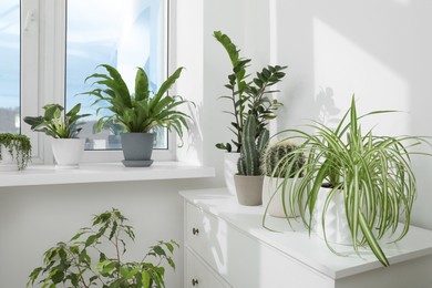 Photo of Many beautiful potted houseplants growing near window indoors