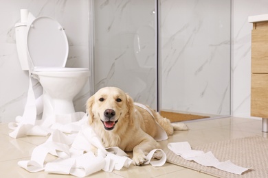 Photo of Cute Golden Labrador Retriever playing with toilet paper in bathroom