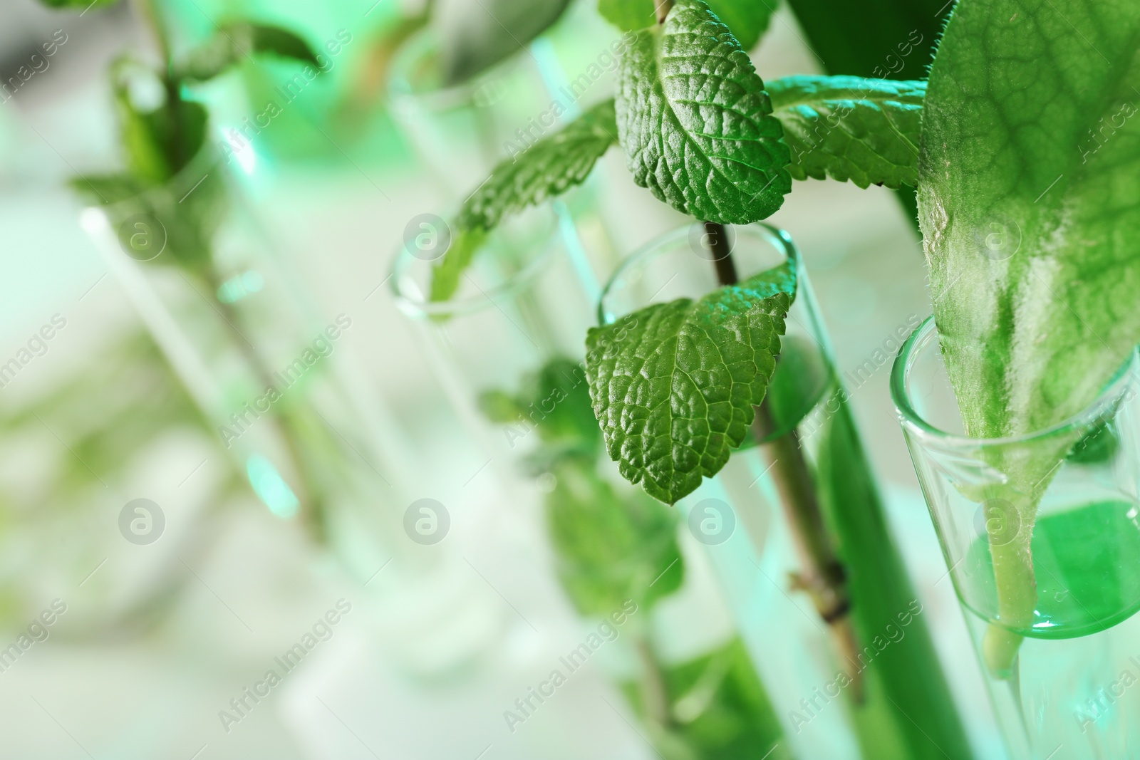 Photo of Green plants in test tubes on blurred background, closeup with space for text. Biological chemistry