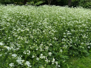 Beautiful hemlock plants with white flower outdoors