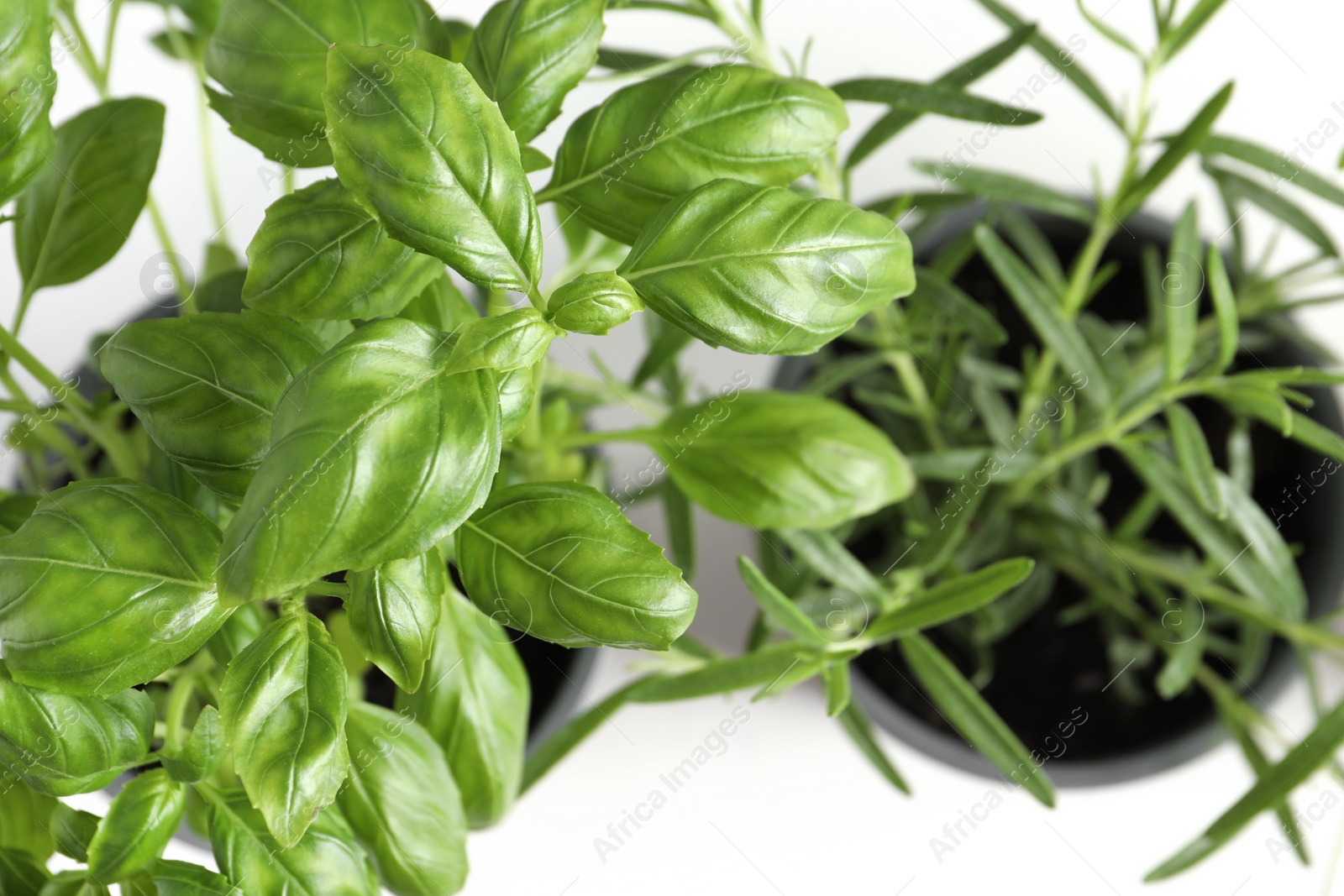 Photo of Aromatic potted basil and rosemary on white background, above view