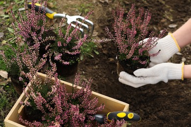 Woman planting flowering heather shrub outdoors, closeup