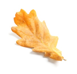 Photo of Beautiful autumn leaf on white background. Fall foliage