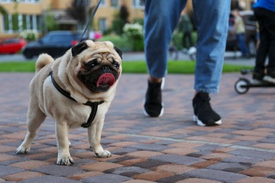 Woman walking with her cute pug on city street,, closeup