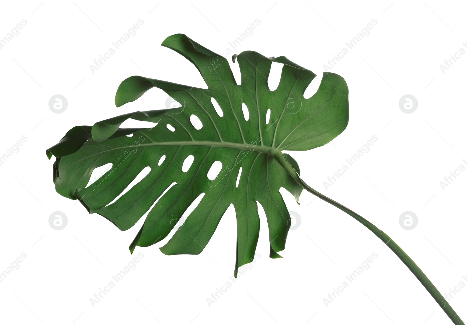 Photo of Green fresh monstera leaf isolated on white. Tropical plant