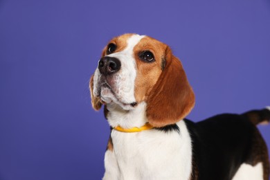 Photo of Adorable Beagle dog in stylish collar on purple background