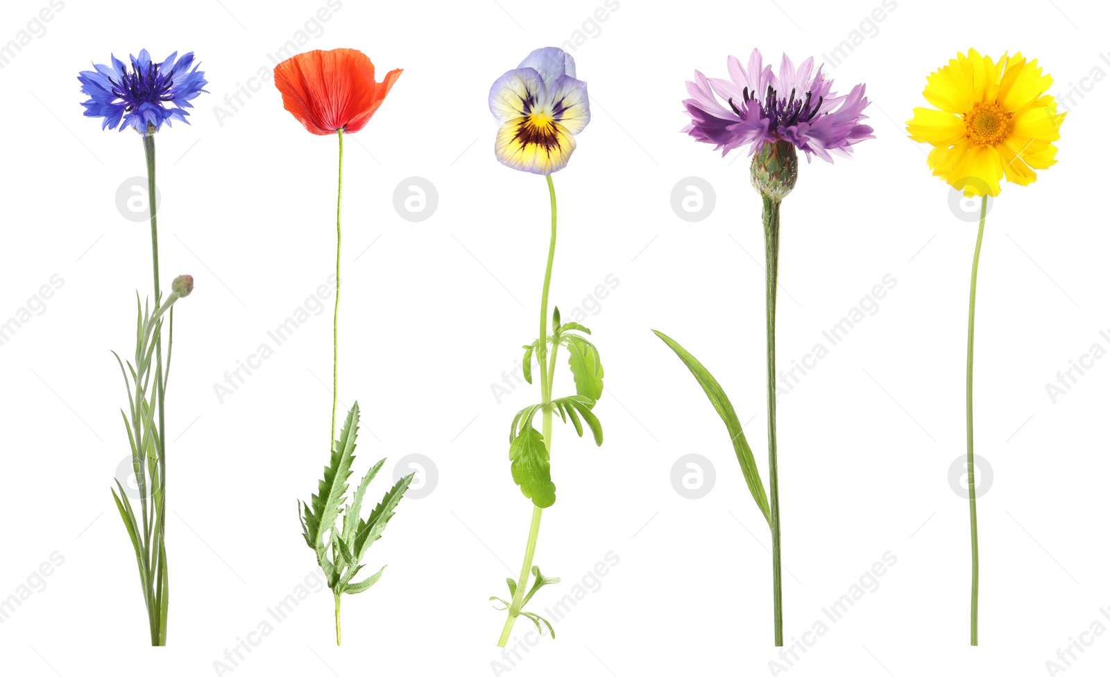 Image of Collection of different beautiful wild flowers on white background