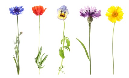 Image of Collection of different beautiful wild flowers on white background