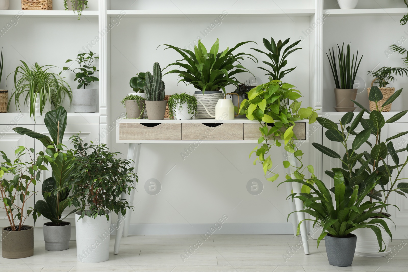 Photo of Green potted houseplants on table and shelves indoors