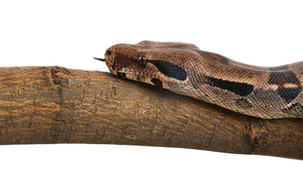 Photo of Brown boa constrictor on tree branch against white background