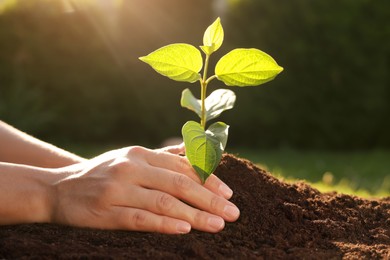 Photo of Woman planting tree seedling in soil outdoors, closeup