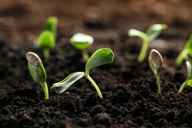 Photo of Young vegetable seedlings growing in soil outdoors