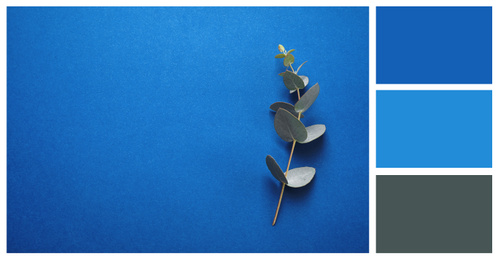 Image of Eucalyptus branch on bright background, top view with space for text. Color of the year 2020 (Classic blue)
