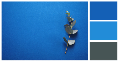 Eucalyptus branch on bright background, top view with space for text. Color of the year 2020 (Classic blue)