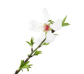 Beautiful blossoming tree branch isolated on white. Spring season